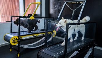 Gucci, left, and Luna on the treadmill. Victor Besa / The National